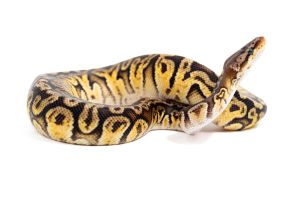 Python regius, hidden gene woma granite